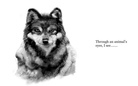 Animal Eyes and Their Messages