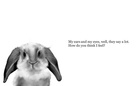 Animal Eyes and Their Messages