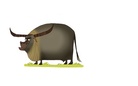 ANIMAL PICS