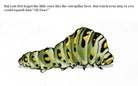The Living things of Planet earth.