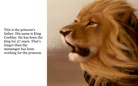 Princess Tiger Tiger's Story