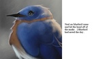 Bluebird the  Hero