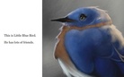 Little Blue Bird