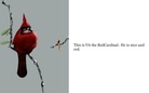 Little Blue Bird