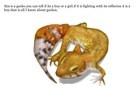 differant animals