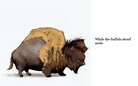 Animals speak up!
