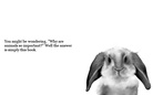 A Book About
         Animals