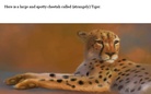 The beach-loving cheetah