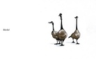 Birds can talk to you.....