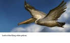 The amazing world of nature
