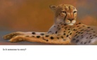 What is a friend?