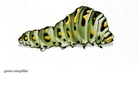 purple ladybird green catapillar  black cat  find out more