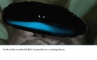 Some of the most amazing animals you have seen.