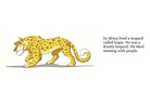 The Knotty leopard