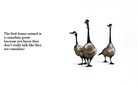 Funny Animals