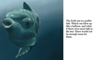 Funny Animals