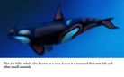 All the diffrent animals