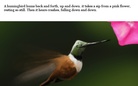 Nature song