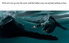 Wolf isn't allowed to Swim!