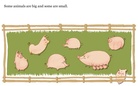 Animal's On The Earth!