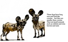 wild animals all over the place