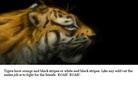 wild animals all over the place