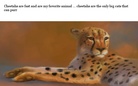 wild animals all over the place