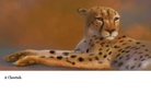 Animals of the World