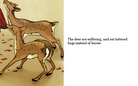 The 
Animal Communicator

(I dream of her every night)