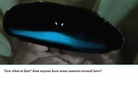 Animals that look Like they Just Might Be Up To Something