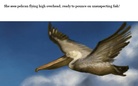 Happy Pelican's Snacks!