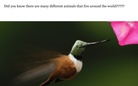 Animals      By:David & Vicky