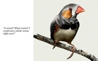 So, Two Birds Walk onto a Branch...
