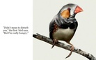 So, Two Birds Walk onto a Branch...