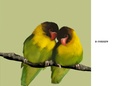 kinds of birds!!