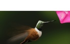 kinds of birds!!