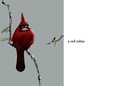 kinds of birds!!