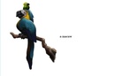 kinds of birds!!