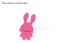 What animals do