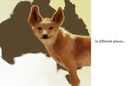 The Arctic Dog