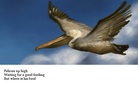 Haiku
          - about birds