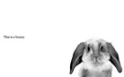 The Animal Book