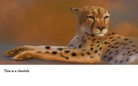 The Animal Book