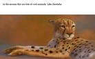 The savana.