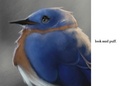 a funny looking bird.