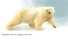 My Trip to the Zoo