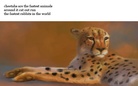 fast wild animals