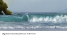 fast wild animals