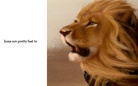fast wild animals