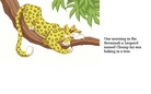 The very mean Leopard
